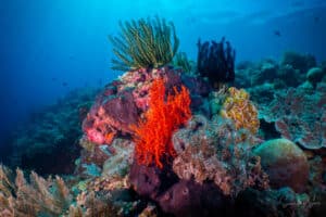 reef diving indonesia