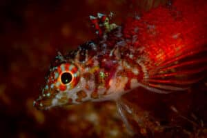 diving indonesia sulawesi