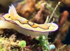 Nudibranchs-450x220