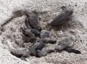 Turtles-Hatching-450x220