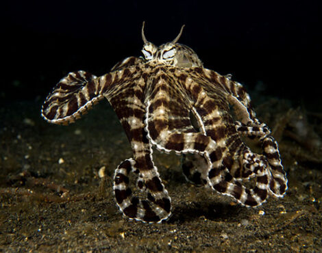 The Amazing Mimic Octopus