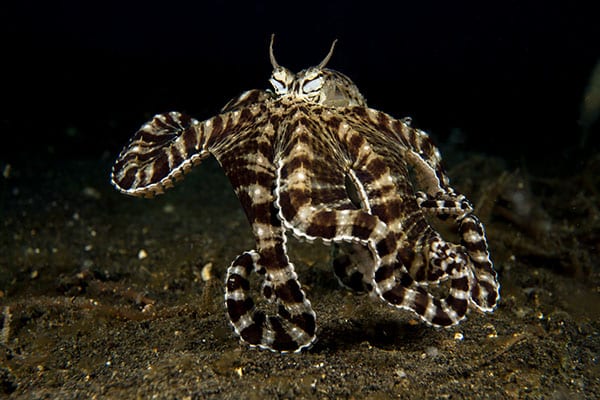 The Amazing Mimic Octopus