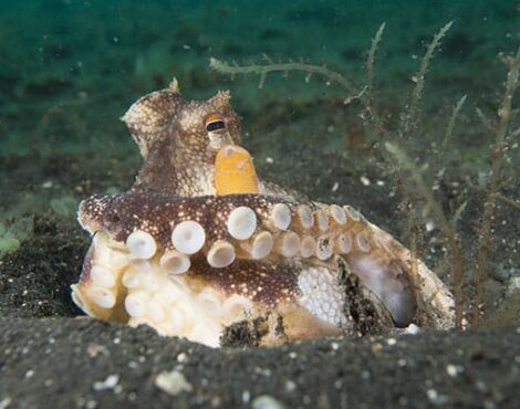 Join our full day Manado Bay diving trip