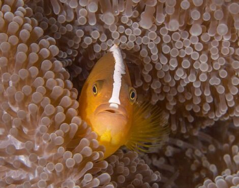 Anemone Fish and Anemones – Mutualism at its Best