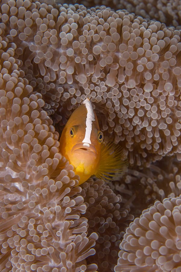 Anemone Fish and Anemones – Mutualism at its Best