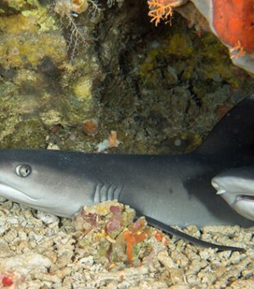 Whitetip Reef Shark Facts
