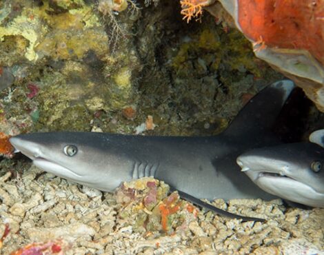 Whitetip Reef Shark Facts