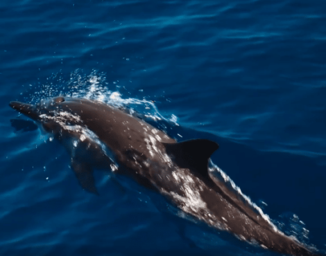 World Dolphin Day