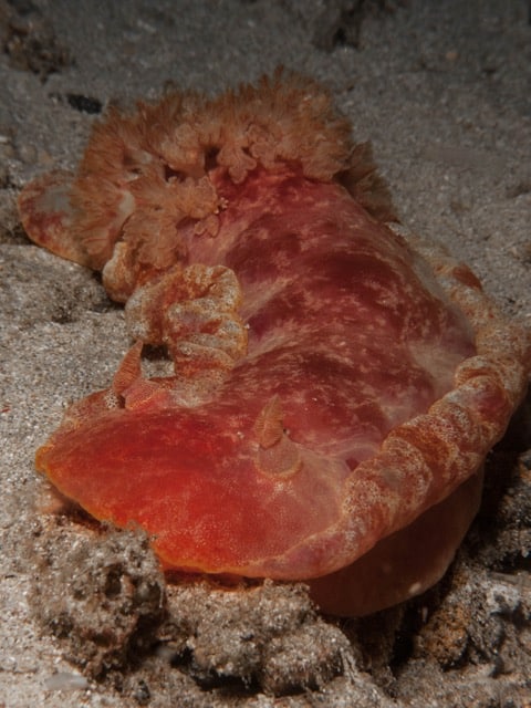 Queen of the Slugs – The Spanish Dancer