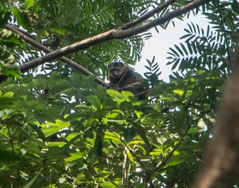 The Sulawesi Bear Cuscus