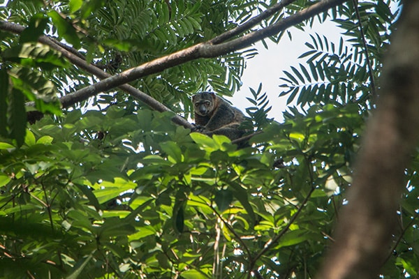 The Sulawesi Bear Cuscus