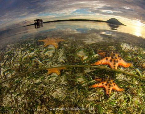 Siladen’s Seagrass Meadows
