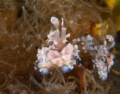Harlequin