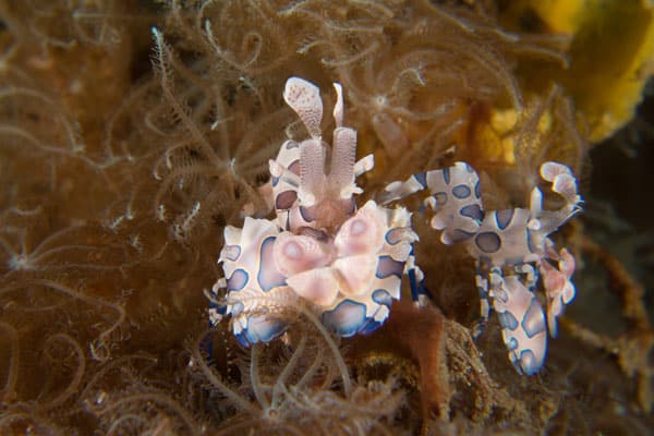 Harlequin