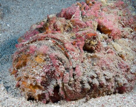 Reef Stonefish: The Oceans Most Venomous Fish