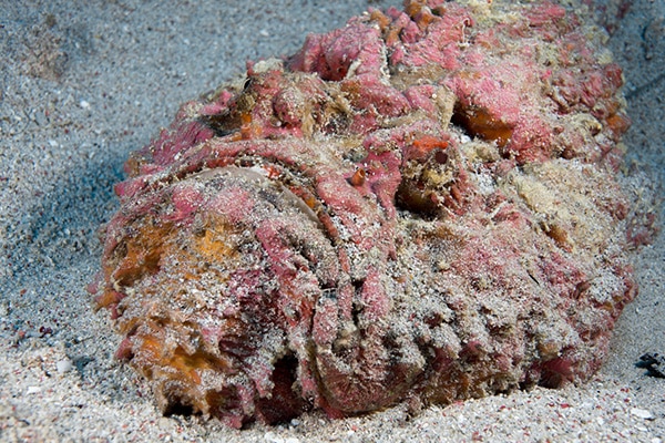 Reef Stonefish: The Oceans Most Venomous Fish