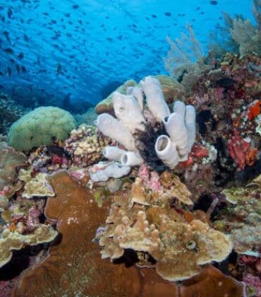 Coral Reefs Of Bunaken