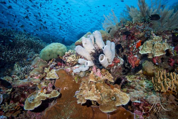 Coral Reefs Of Bunaken