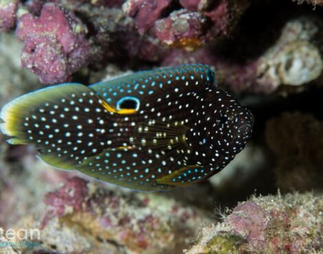 Comet Fish -By Dr Richard Smith