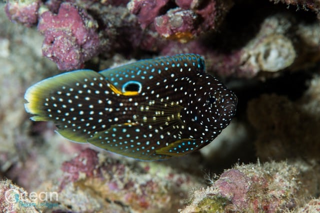 Comet Fish -By Dr Richard Smith