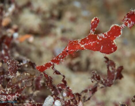 Ghost Pipefish -By Dr Richard Smith