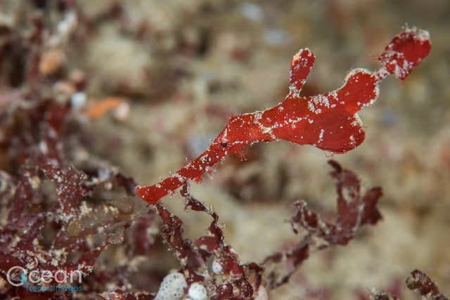 Ghost Pipefish -By Dr Richard Smith