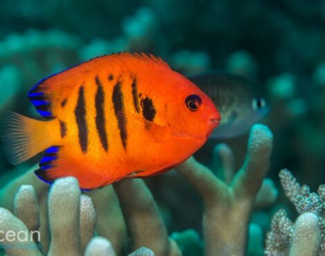 Flame Angelfish -By Dr Richard Smith