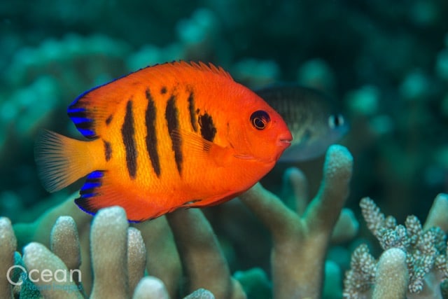 Flame Angelfish -By Dr Richard Smith