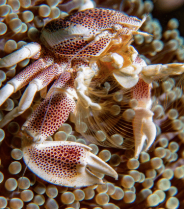 Porcelain Crabs of Bunaken