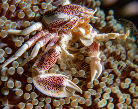 Porcelain Crabs of Bunaken