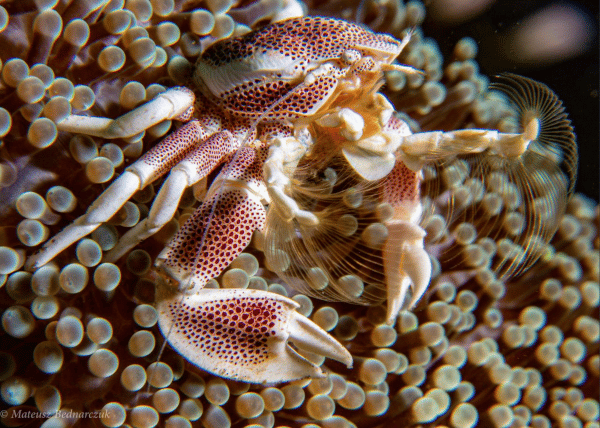 Porcelain Crabs of Bunaken