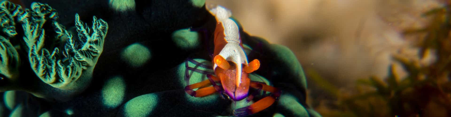 Marine Symbiosis: Unveiling Fascinating Underwater Relationships Living in close quarters