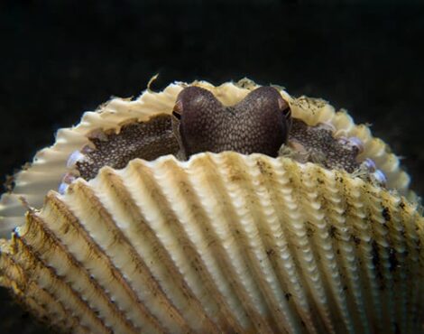 Facts About the Amazing Coconut Octopus