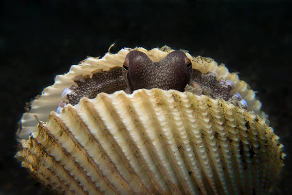 Facts About the Amazing Coconut Octopus