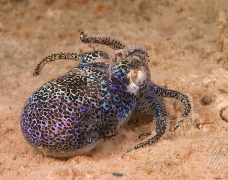 The Glow in the Dark Bobtail Squid