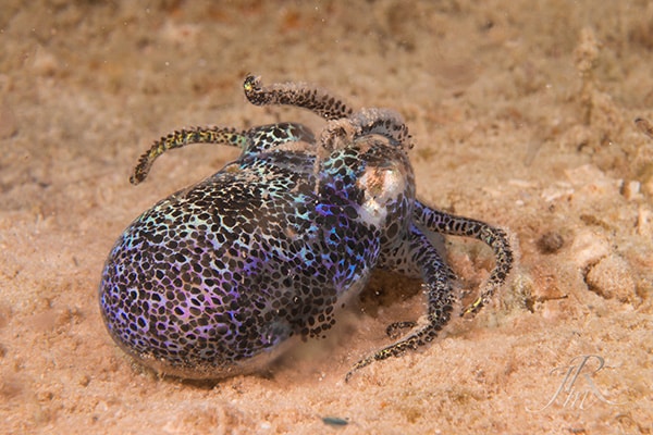 The Glow in the Dark Bobtail Squid