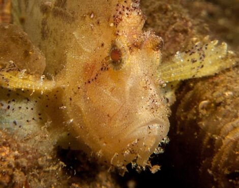 The Colourful Leaf Scorpionfish