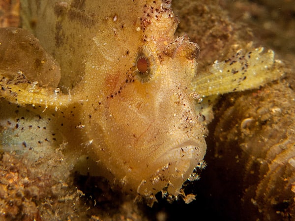 The Colourful Leaf Scorpionfish