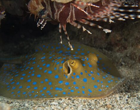 The Bluespotted Ribbontail Ray