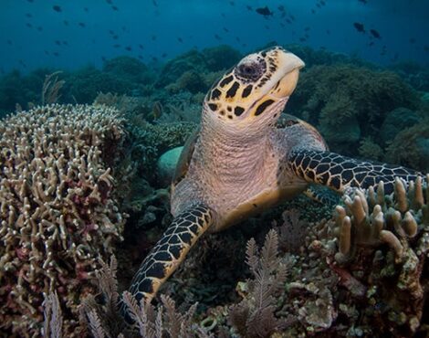 Hawksbill Turtles of Bunaken Marine Park