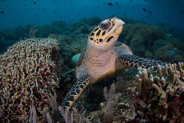 Hawksbill Turtles of Bunaken Marine Park