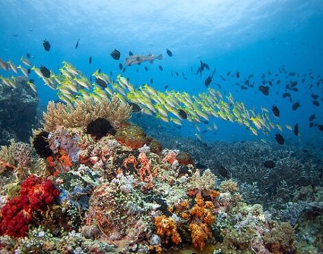 Join our full day Bangka diving trip