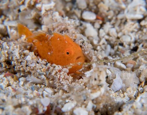 The Frogfish of Bunaken Marine Park