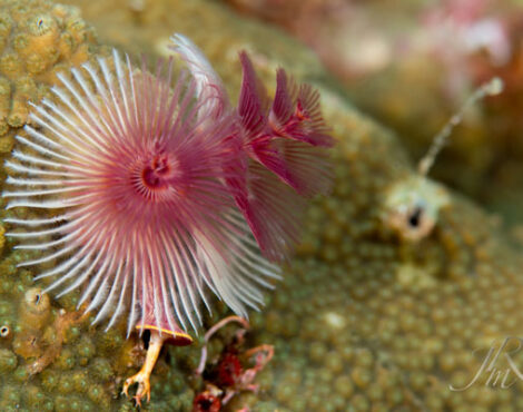Christmas Tree Worms