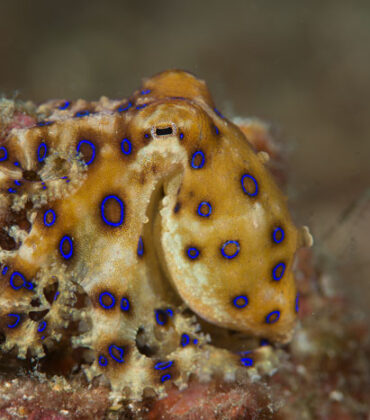 Octopus Wonders: Unveiling the Intriguing Marine World of North Sulawesi
