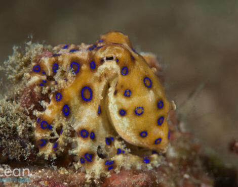 Octopus Wonders: Unveiling the Intriguing Marine World of North Sulawesi