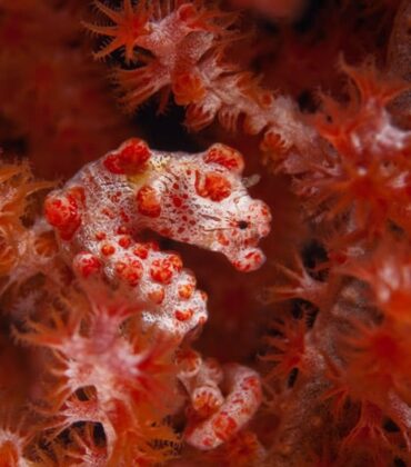 The Diverse Coral Triangle: Bunaken Marine Park’s Biodiversity Marvel