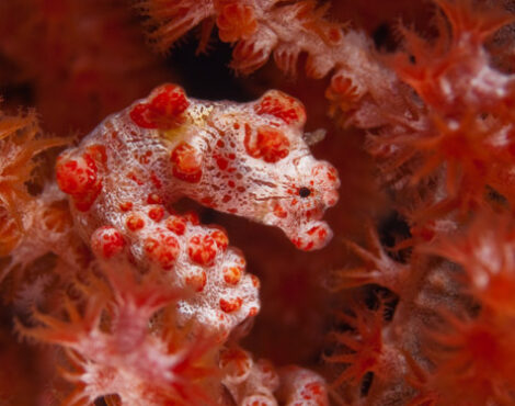 Mimicry and Camouflage: The Astonishing Marine Adaptations in Bunaken Marine Park