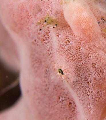 Frogfish: Masters of Disguise