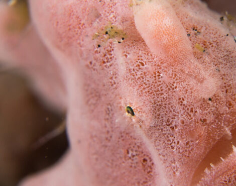 Frogfish: Masters of Disguise